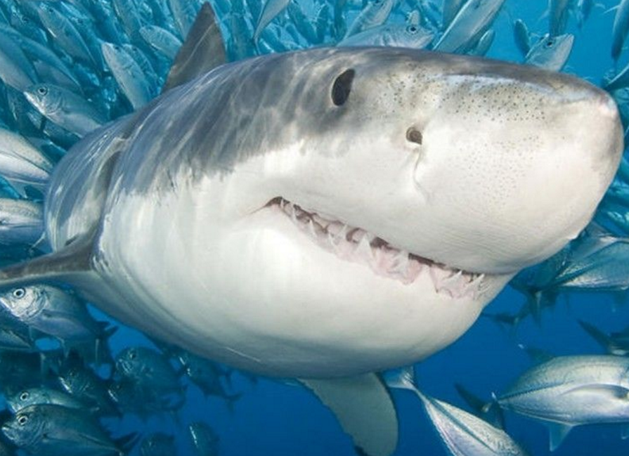 Загадочное событие привело к резкому падению популяции акул 19 миллионов лет назад.