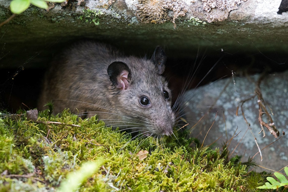 1.	Дикие крысы в Аппалачах таинственным образом исчезают, но вся надежда на пандемии